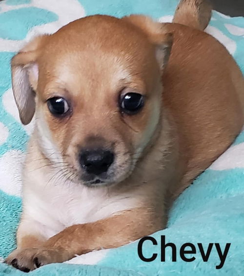 Chevy Pup