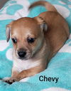 Chevy Pup
