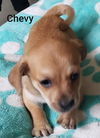 Chevy Pup