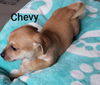 Chevy Pup