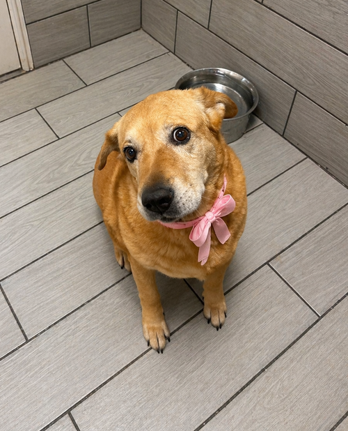 Chula, an adoptable Shar Pei in Pipe Creek, TX