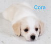 Cora