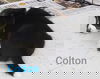 Colton