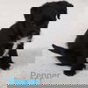 Pepper
