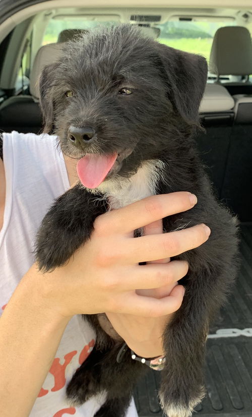 Pepper