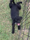 Pepper