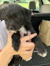 Pepper
