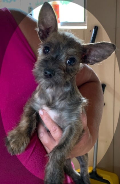 Gizmo