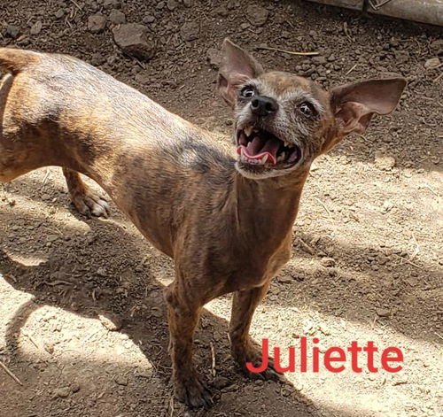 Juliette