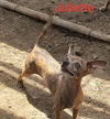Juliette