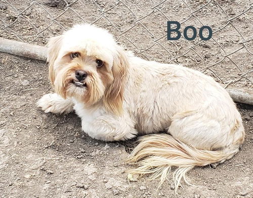 Boo