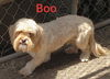 Boo