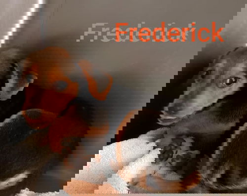 Frederick