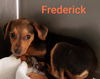 Frederick