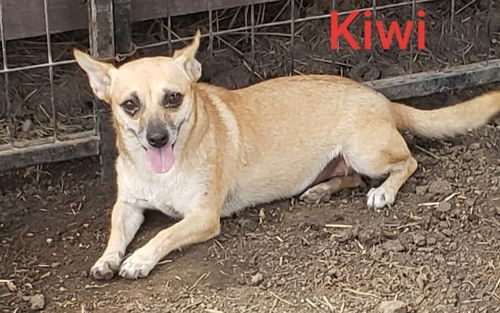 Kiwi
