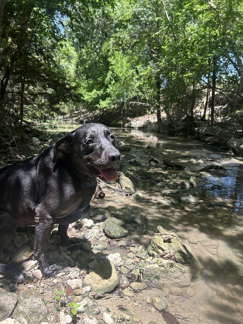 Rosita