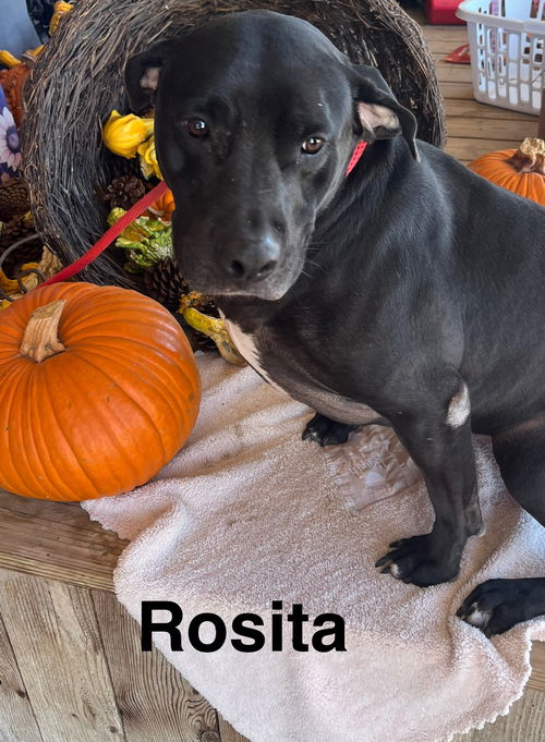 Rosita