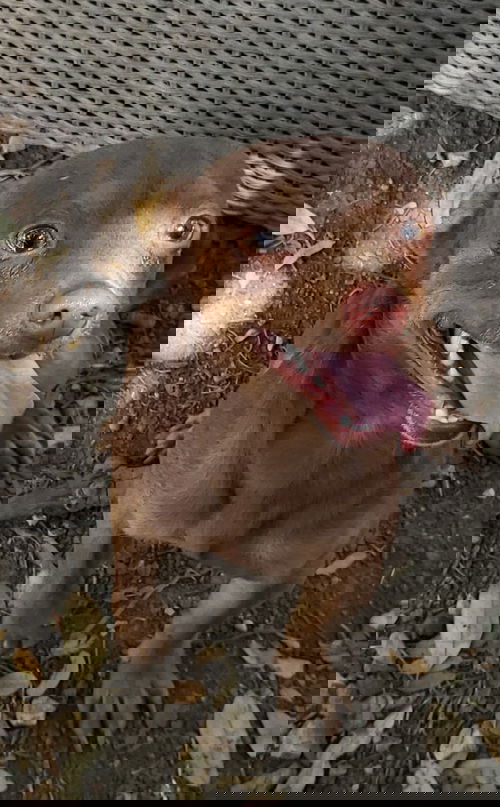 Canello