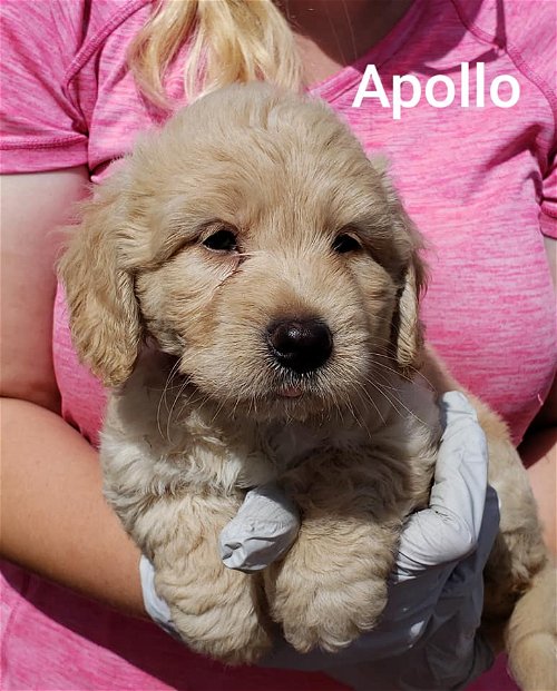 GD Apollo
