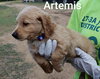 GD Artemis