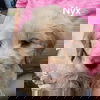 gd Nyx