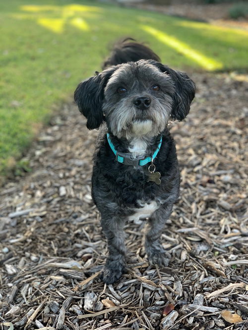 Duffy (Smokey)