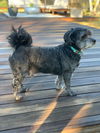 Duffy (Smokey)