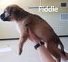 Fiddle