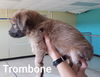Trombone