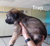 Trap