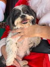 Holly