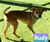 Rudy-Converse