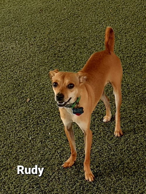 Rudy-Converse