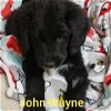 John Wayne - LAB