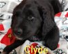 Clyde - LAB