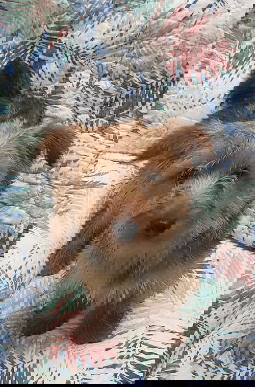 Nibbles