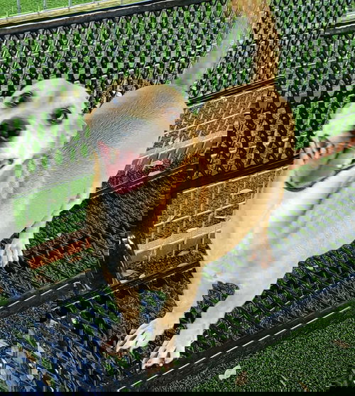 Jett
