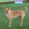 Malfoy