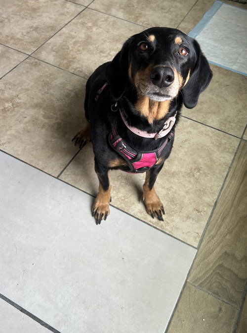 Gretel, an adoptable Basset Hound in Pipe Creek, TX