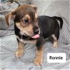 Ronnie-Molly's Pups