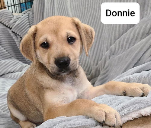 Donnie-Molly's Pups