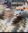 MS Sally Scull