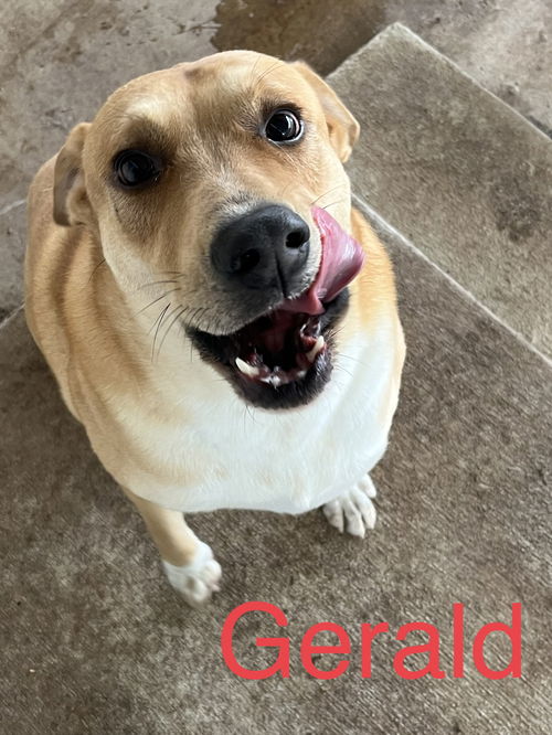 Gerald Lab