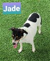 RT Jade