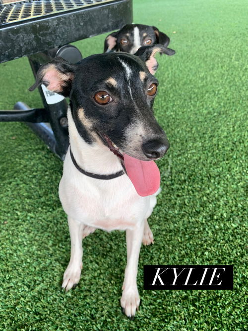 RT Kylie