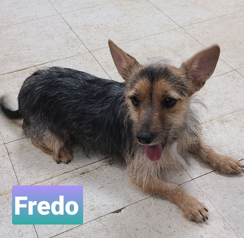 Fredo