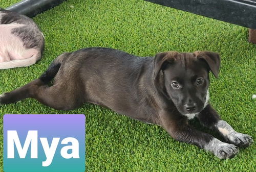 Mya
