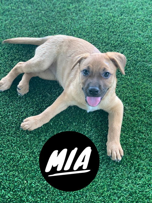 Mia