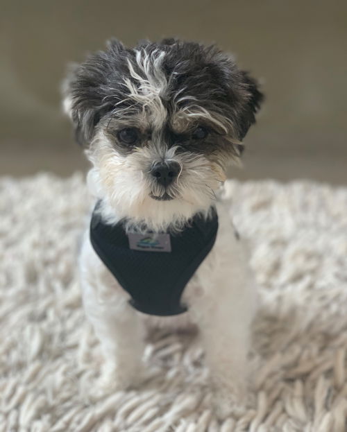 Gwen