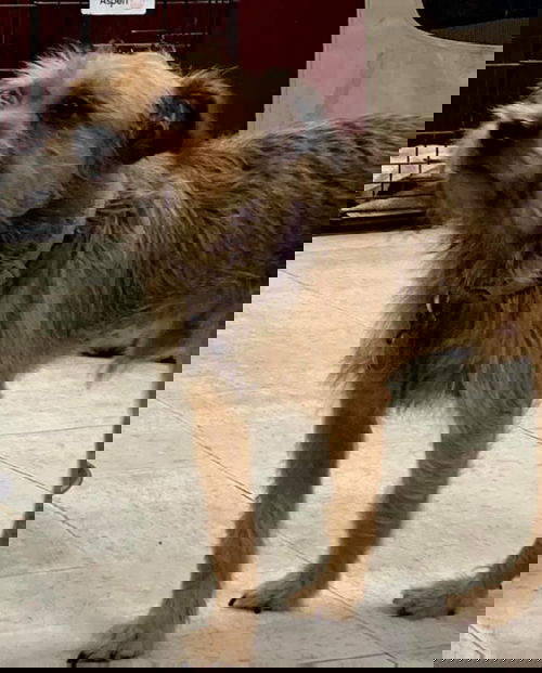 Chaco